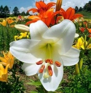 Meet your Posher, Selena